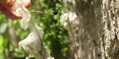 Educación Ambiental inicia campañas para la recuperación de la mariposa Doncella de Ondas Rojas