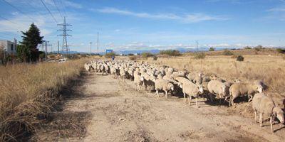 El ganado ovino cruza un año más la tradicional Cañada de las Carreras