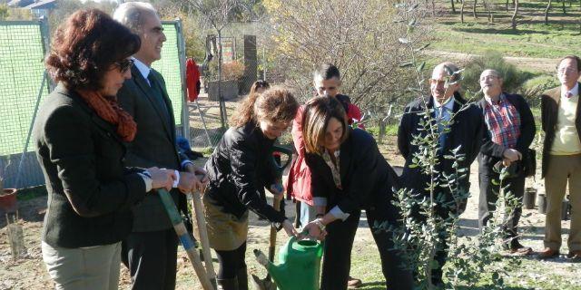 El Parque Adolfo Suárez acogerá 36 árboles clonados de los singulares de Madrid