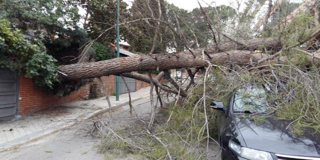 El fuerte viento provoca la caída de un árbol en Pozuelo