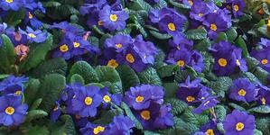 200429 violeta