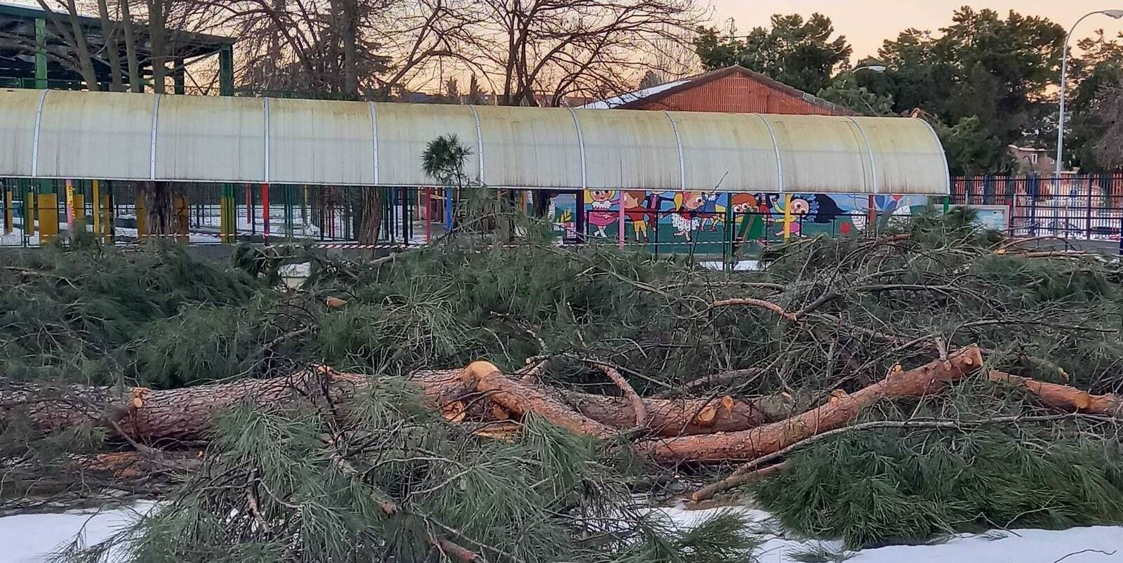 Pozuelo pone en marcha un servicio especial para la recogida de los restos de árboles afectados por el temporal