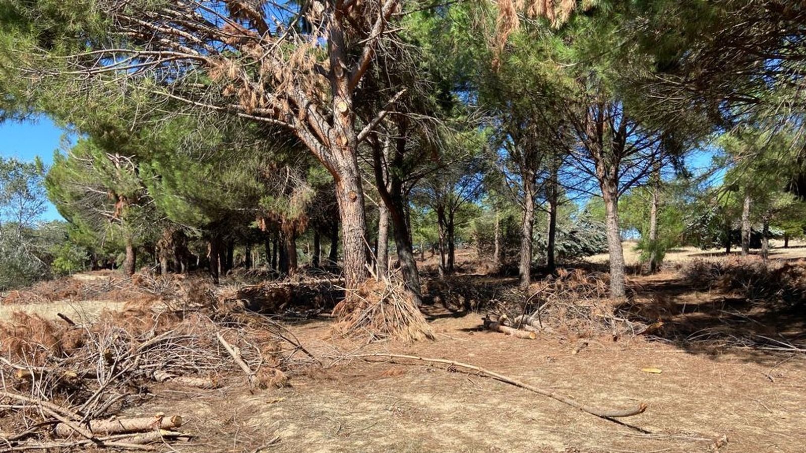 El PSOE presentará en el Pleno un Plan Integral para la mejora del Parque Forestal ‘Adolfo Suarez’