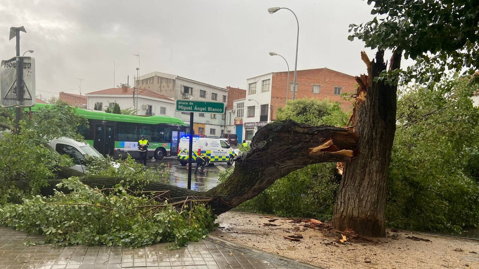 Un árbol de grandes dimensiones cae en la plaza Miguel Ángel Blanco de Pozuelo