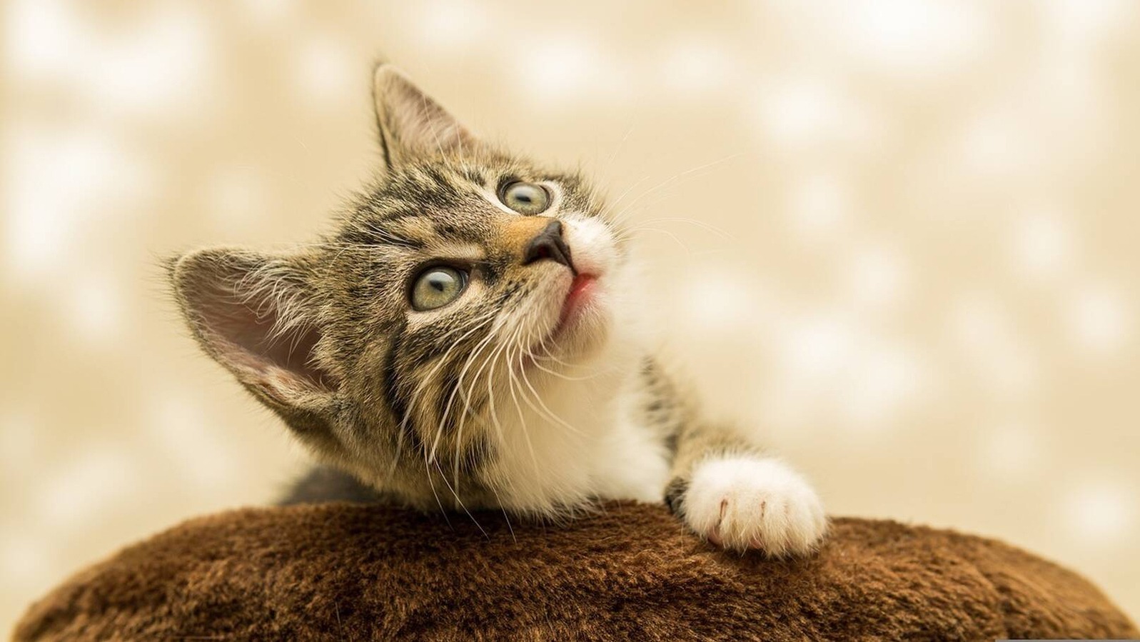 Cuida la salud de tu gato con los productos veterinarios más eficaces