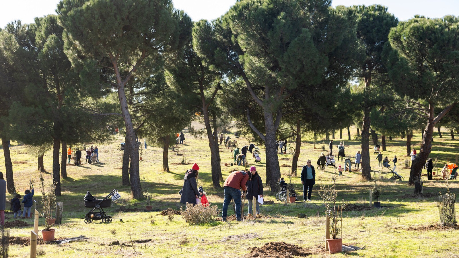 Pozuelo plantará un árbol por cada bebé en "Apadrina un árbol"
