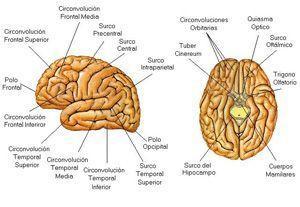 ¿Qué es la inteligencia?