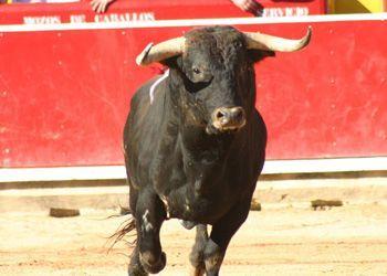 La Comunidad de Madrid ha autorizado más de 400 festejos taurinos en el primer semestre de este año