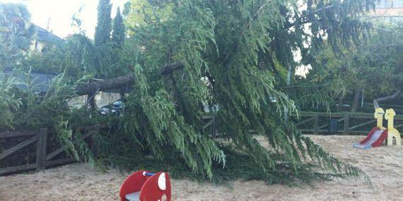 El PSOE denuncia la caída de un árbol en un parque infantil