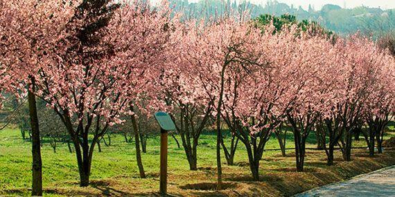 Adolfo Suárez finalmente dará nombre al Parque Forestal de Pozuelo