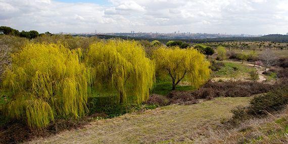 El Parque Forestal ‘Adolfo Suárez’ podría abrir más días a la semana