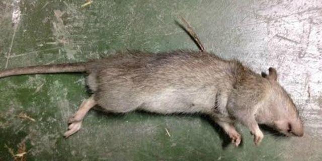 ¿Has visto ratas en Pozuelo?