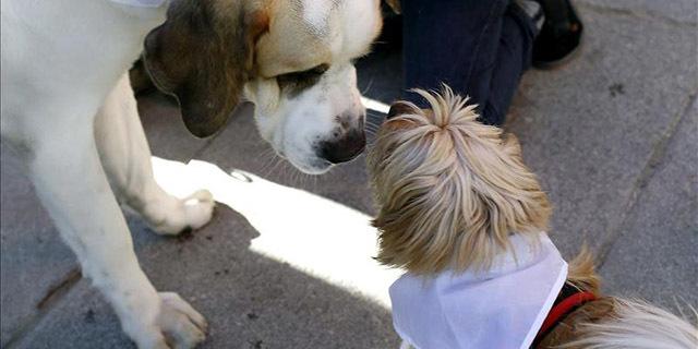 Pozuelo contará con un centro de protección animal en Ciudad de la Imagen