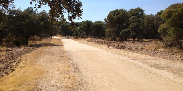 El Ayuntamiento da el primer paso para ampliar su patrimonio verde con el Monte de Pozuelo