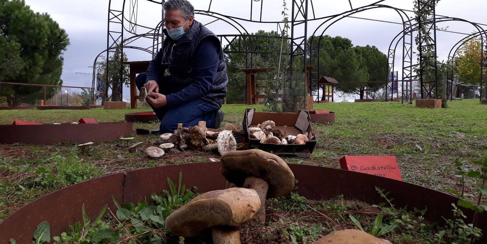 Nuevo consultorio micológico en el Aula Medioambiental de Pozuelo