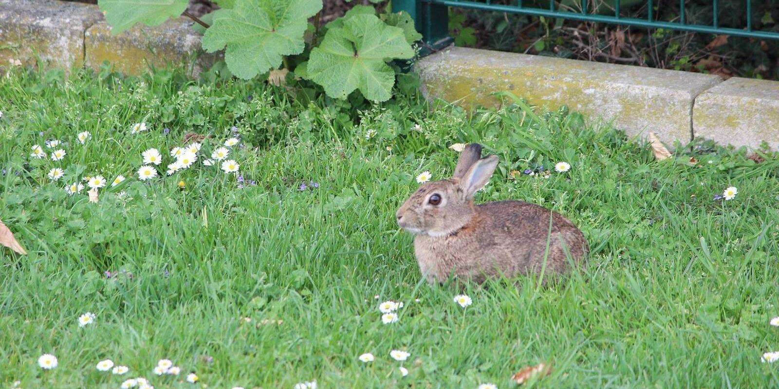 Aprobado el expediente de contratación para el control de la fauna silvestre en Pozuelo