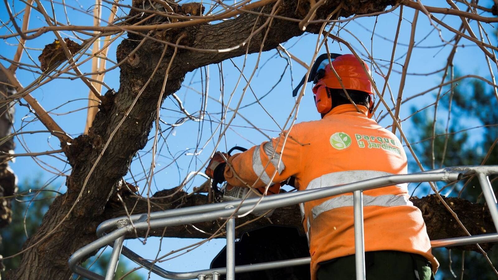 Adjudicado el contrato del servicio de poda, tala y retirada de restos del arbolado de Pozuelo