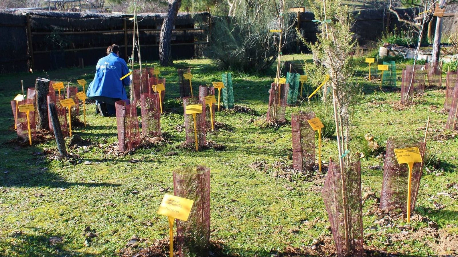 Los escolares de Pozuelo conocerán el minibosque de Miyawaki creado por voluntarios del Aula de Educación Ambiental