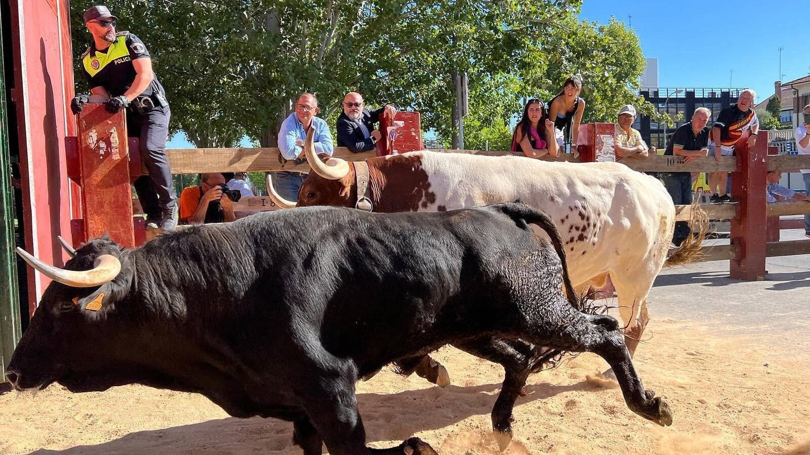 Primer encierro limpio de las fiestas de Pozuelo