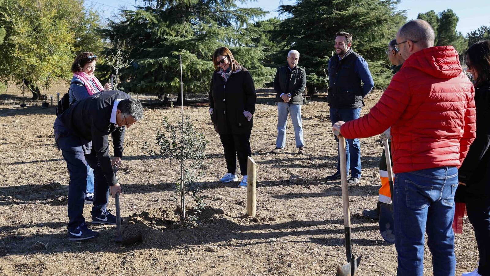 300 nuevos árboles en el Parque de la Cruz de la Atalaya de Pozuelo