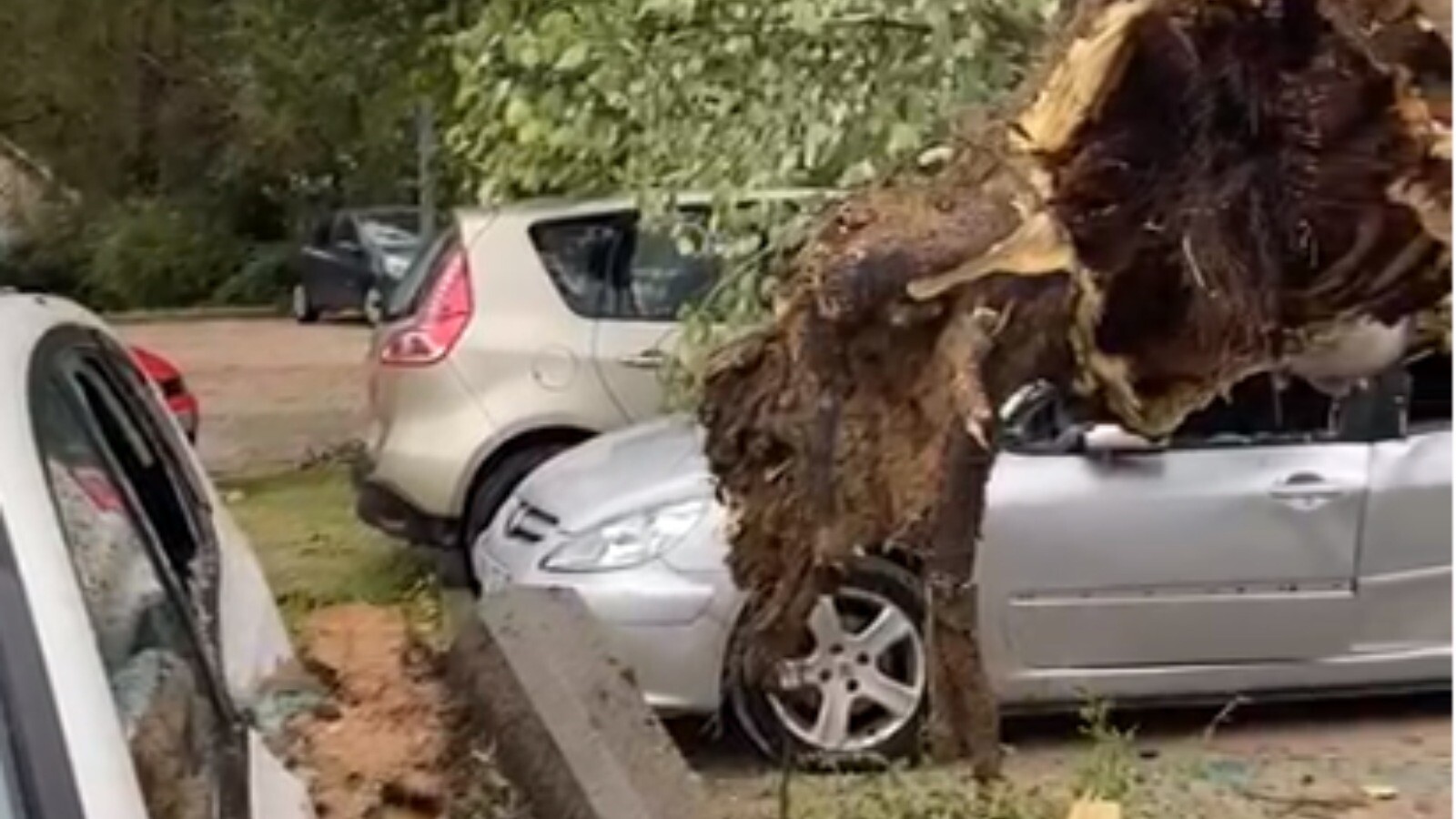 Varios vehículos afectados tras caer un árbol de grandes dimensiones en el parking de Pozuelo Estación