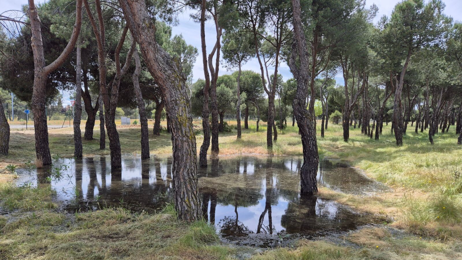 El PSOE denuncia un vertido de aguas fecales en una zona verde de Pozuelo junto a la M-502