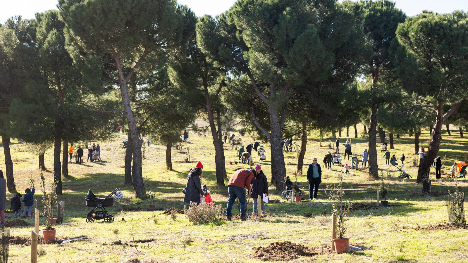 El Parque Forestal Adolfo Suárez crece con 163 nuevos árboles dedicados a los bebés de Pozuelo
