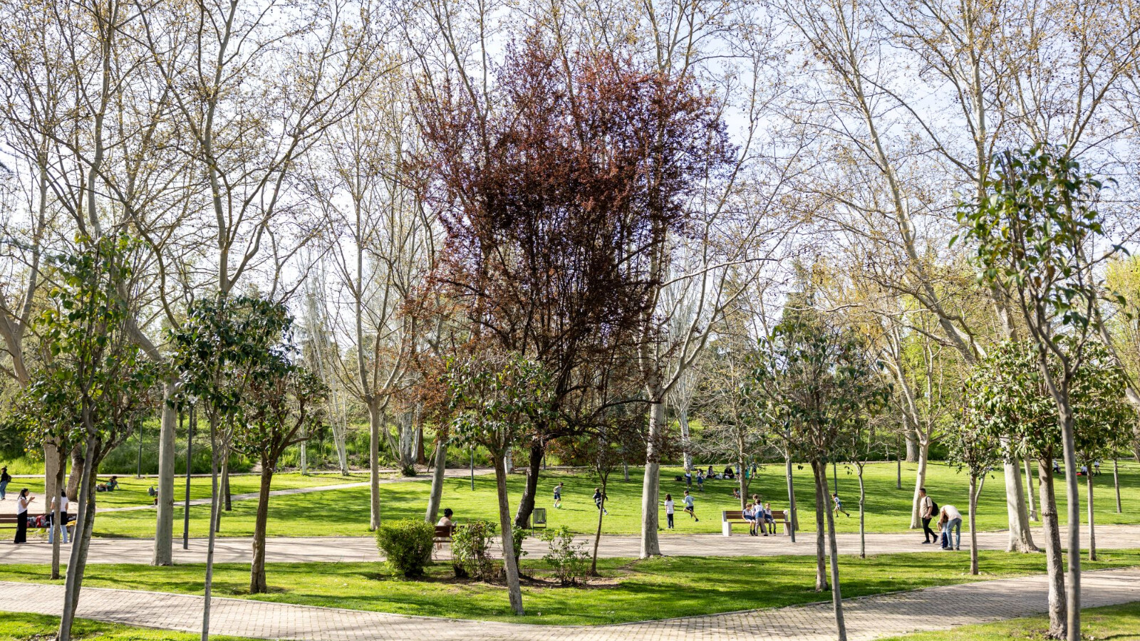 Pozuelo, reconocida como una de las ciudades del mundo con mejor arbolado urbano